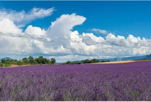 Lavender Fields Backdrop Provence Mountain Valley Lavender Field Photography Background Summer Alps Cloudy Blue Sky Nature Landscape Backdrop France Travel Hiking Party Background Props 7x5ft