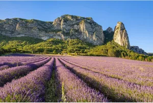 Lavender Fields Backdrop Summer View of Lavender Fields in Bloom and Alps Mountains Photography Background Alps Mountain Ridge Nature Landscape Backdrop Decors Alps Travel Theme Background 7x5ft