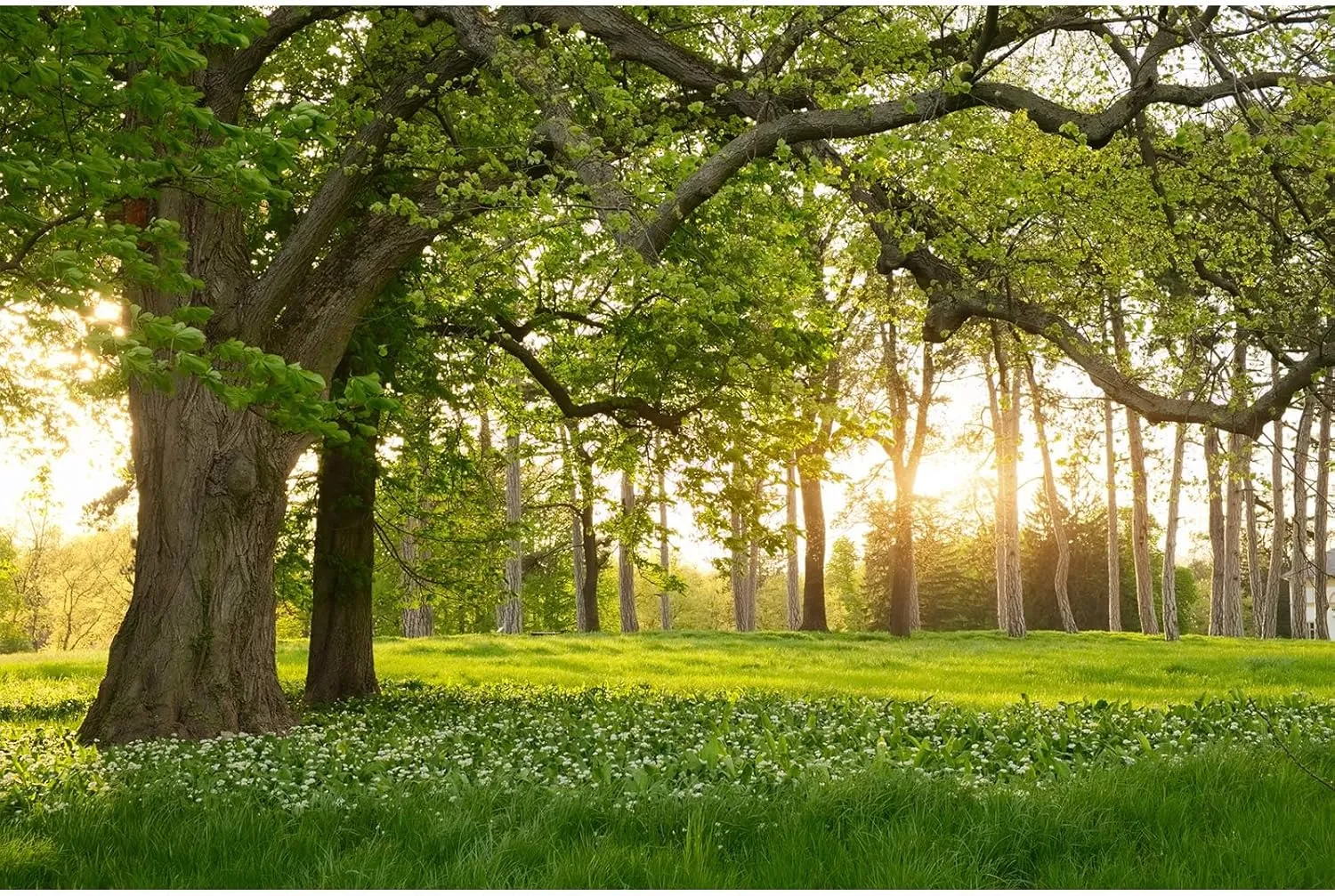 Spring Forest Park Backdrop Blooming White Flowers Jungle Tree Garden Photography Background Children Spring Outdoor Outing Art Portraits Photo Video Studio Props Vinyl Wallpaper Props Decor 7x5ft