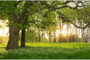 Spring Forest Park Backdrop Blooming White Flowers Jungle Tree Garden Photography Background Children Spring Outdoor Outing Art Portraits Photo Video Studio Props Vinyl Wallpaper Props Decor 7x5ft